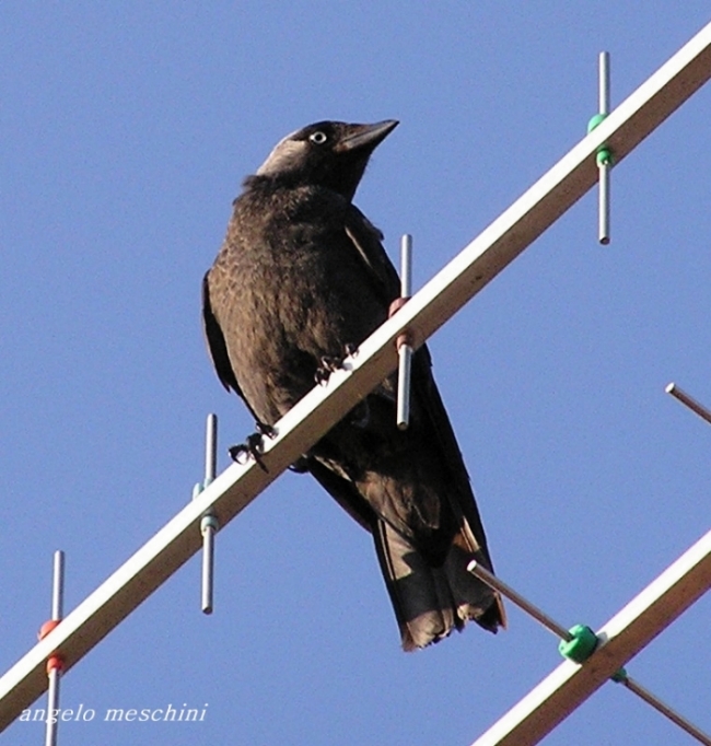 Taccola nel blu - Corvus monedula